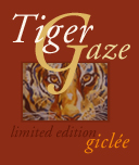 Tiger Gaze Giclee